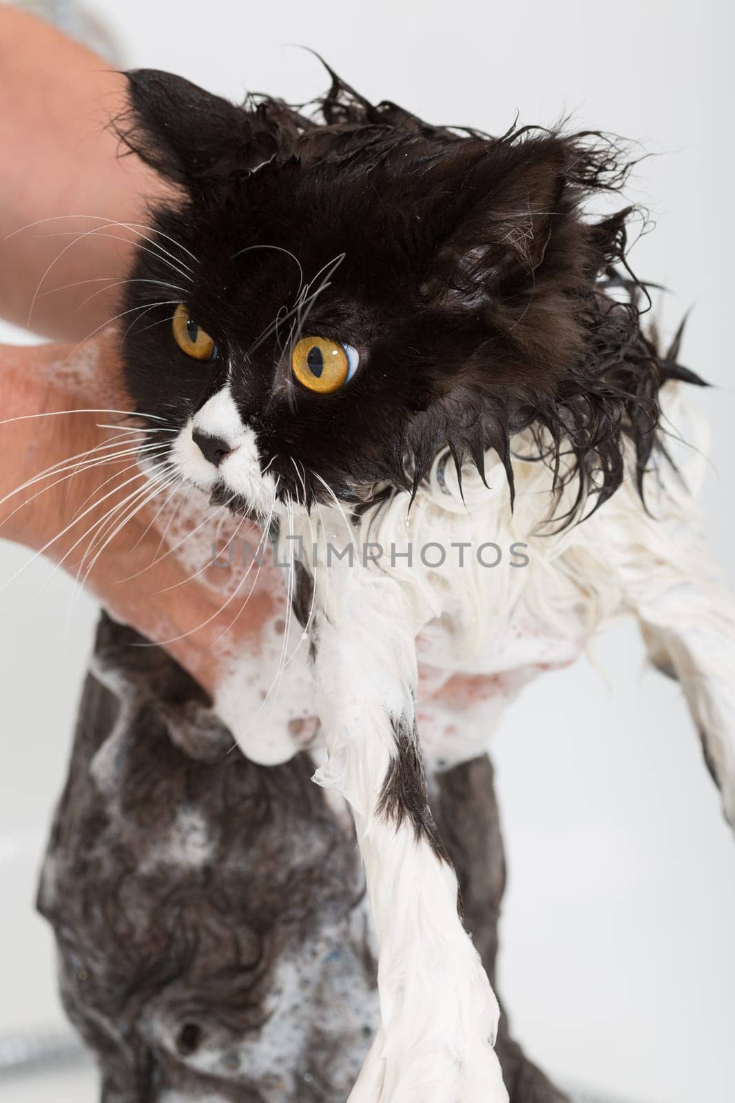 Bath or shower to a Persian breed cat