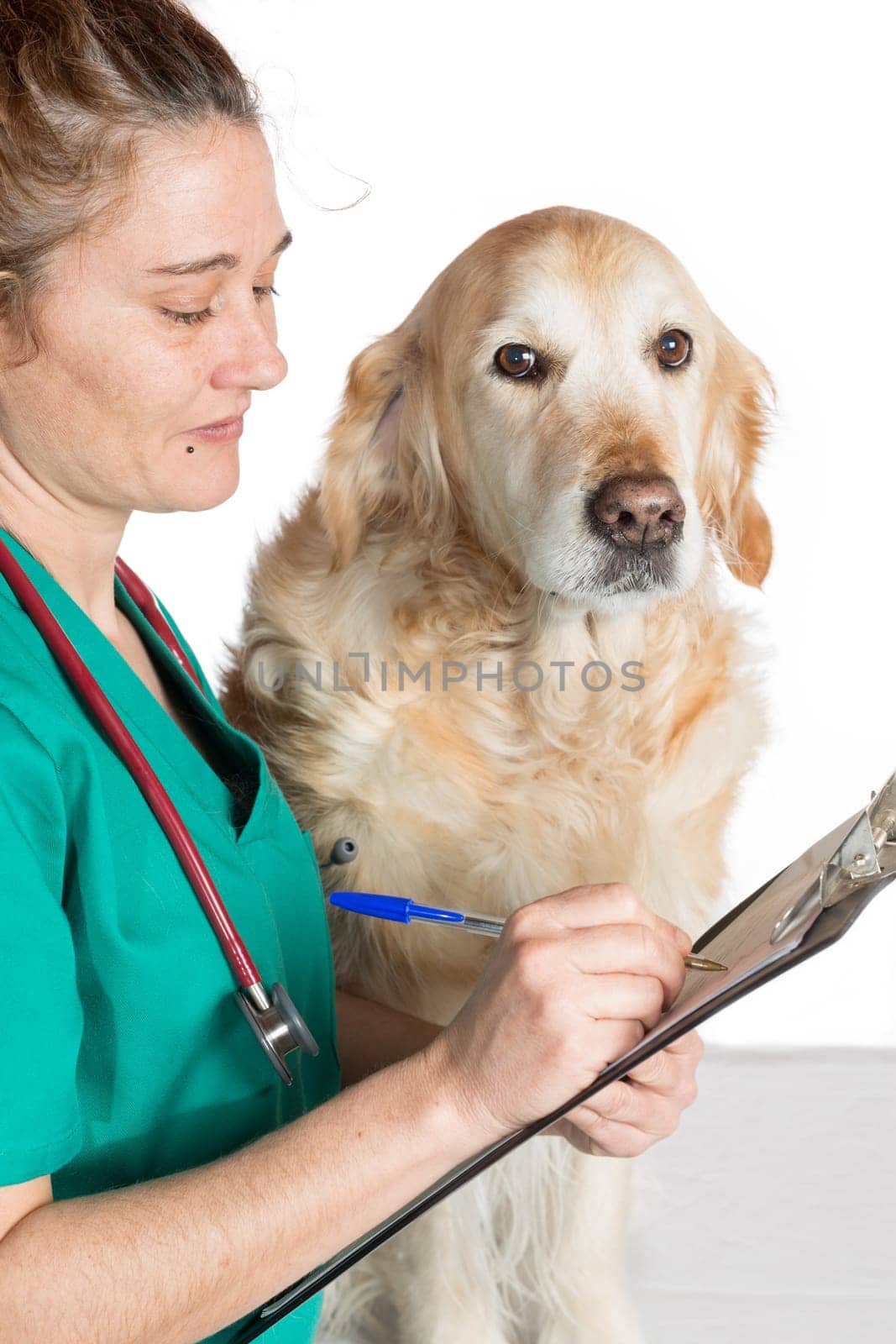 Veterinary issuing a report about a dog in the office