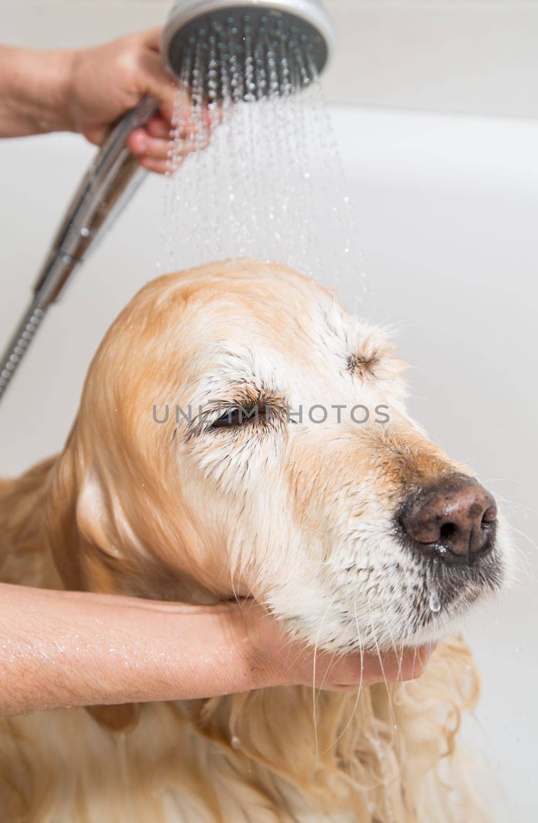 Relaxing bath foam to a Golden Retriever dog