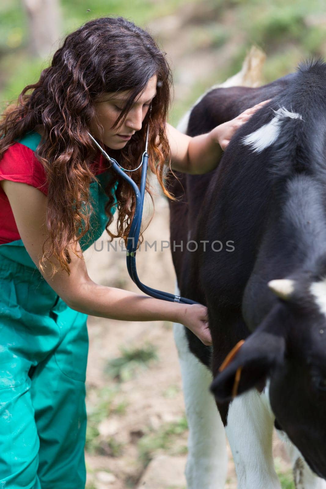 Veterinary on a farm performing a physical examination in a cow