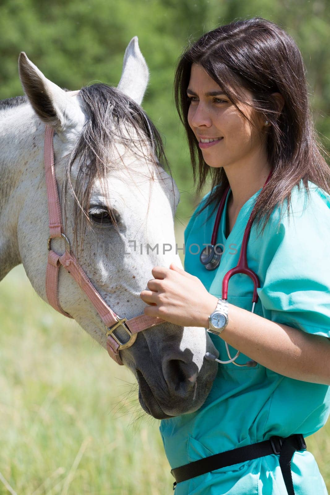 Veterinary great performing a scan to a young mare