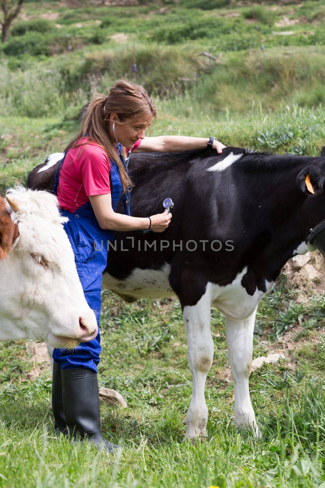 Veterinary on a farm performing a physical examination in a cow