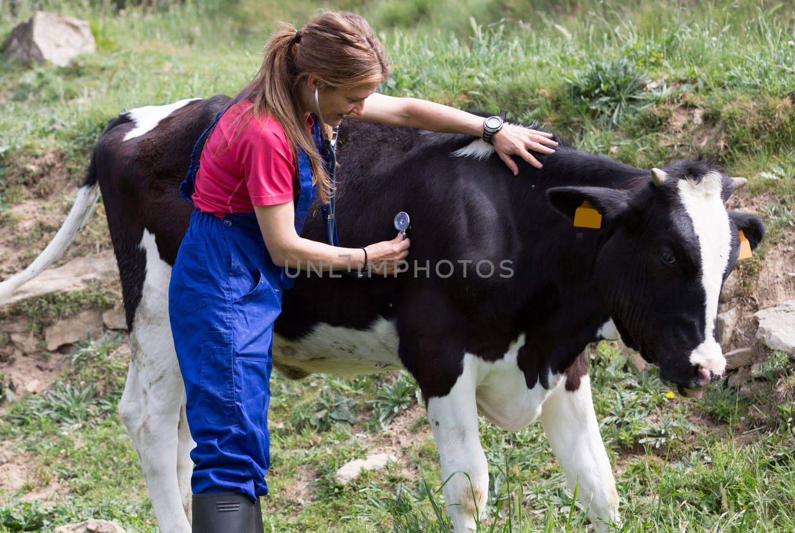 Veterinary on a farm performing a physical examination in a cow