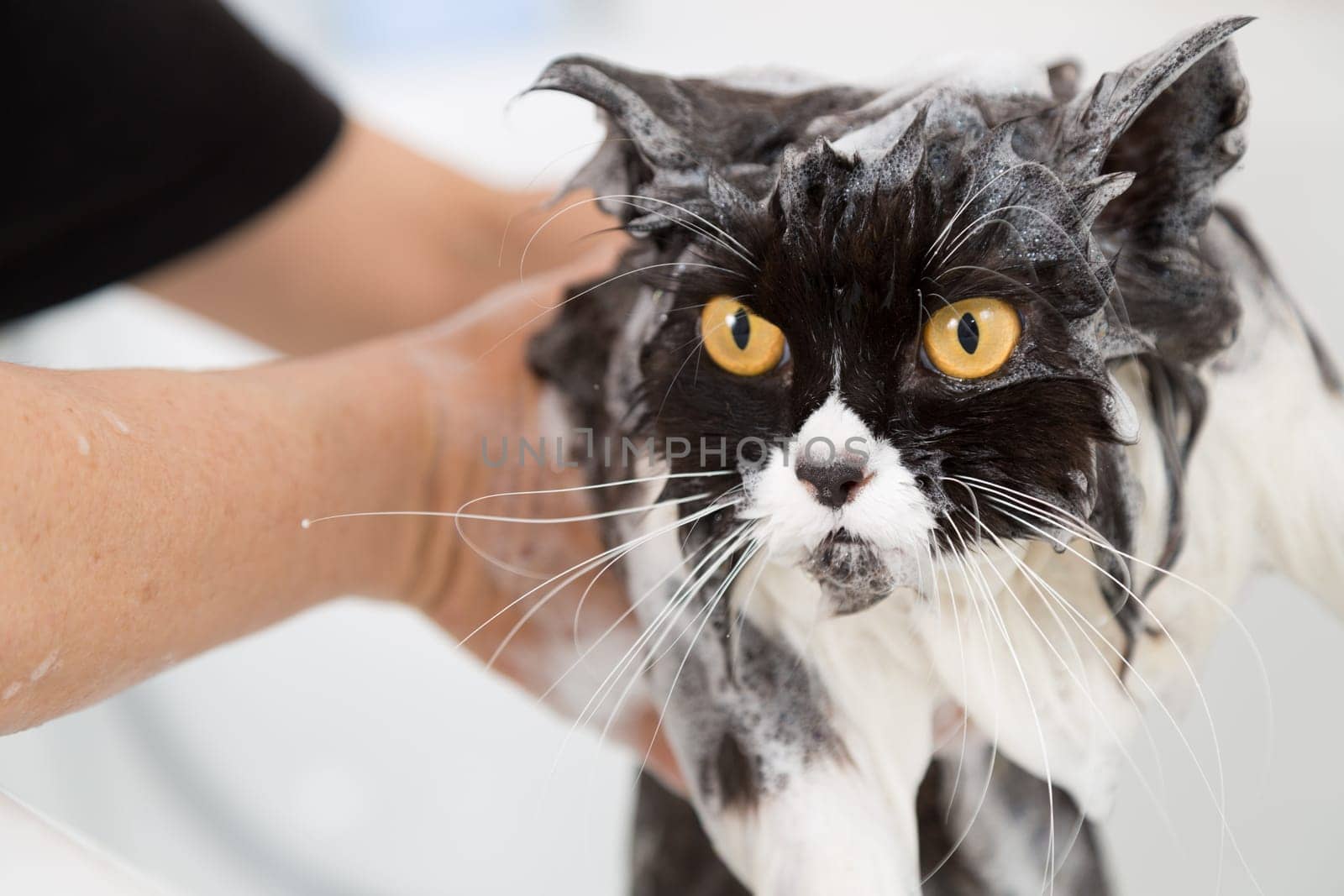 Bath or shower to a Persian breed cat