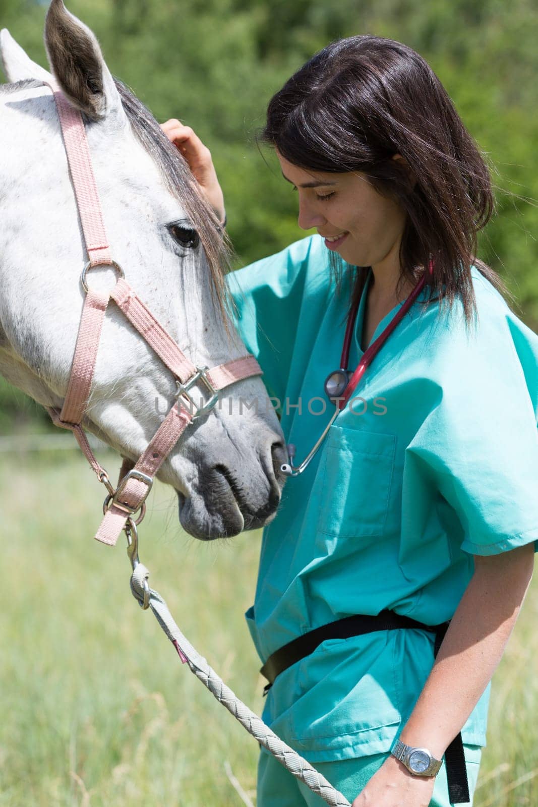 Veterinary great performing a scan to a young mare