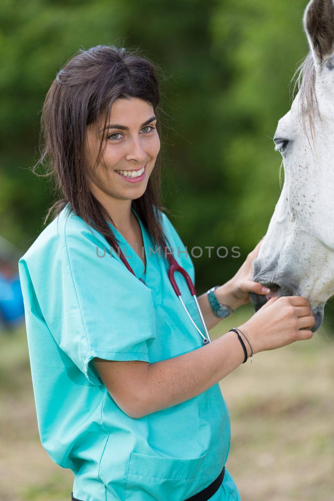 Veterinary great performing a scan to a young mare