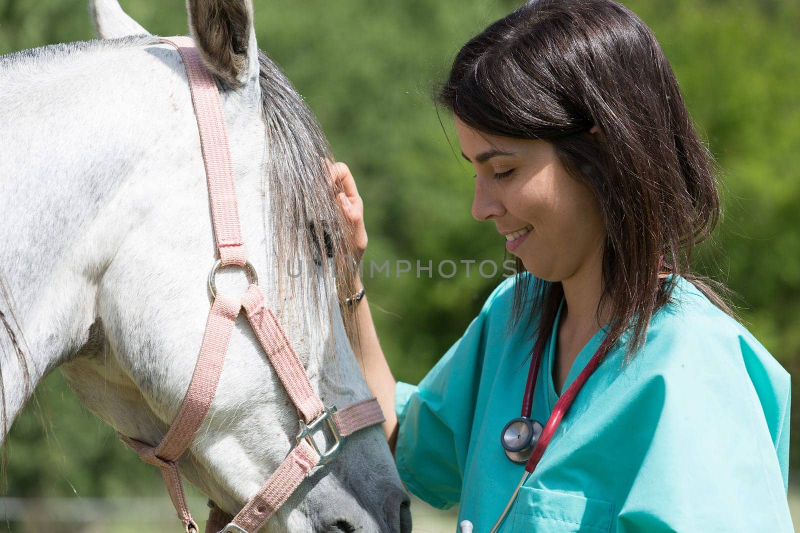 Veterinary great performing a scan to a young mare