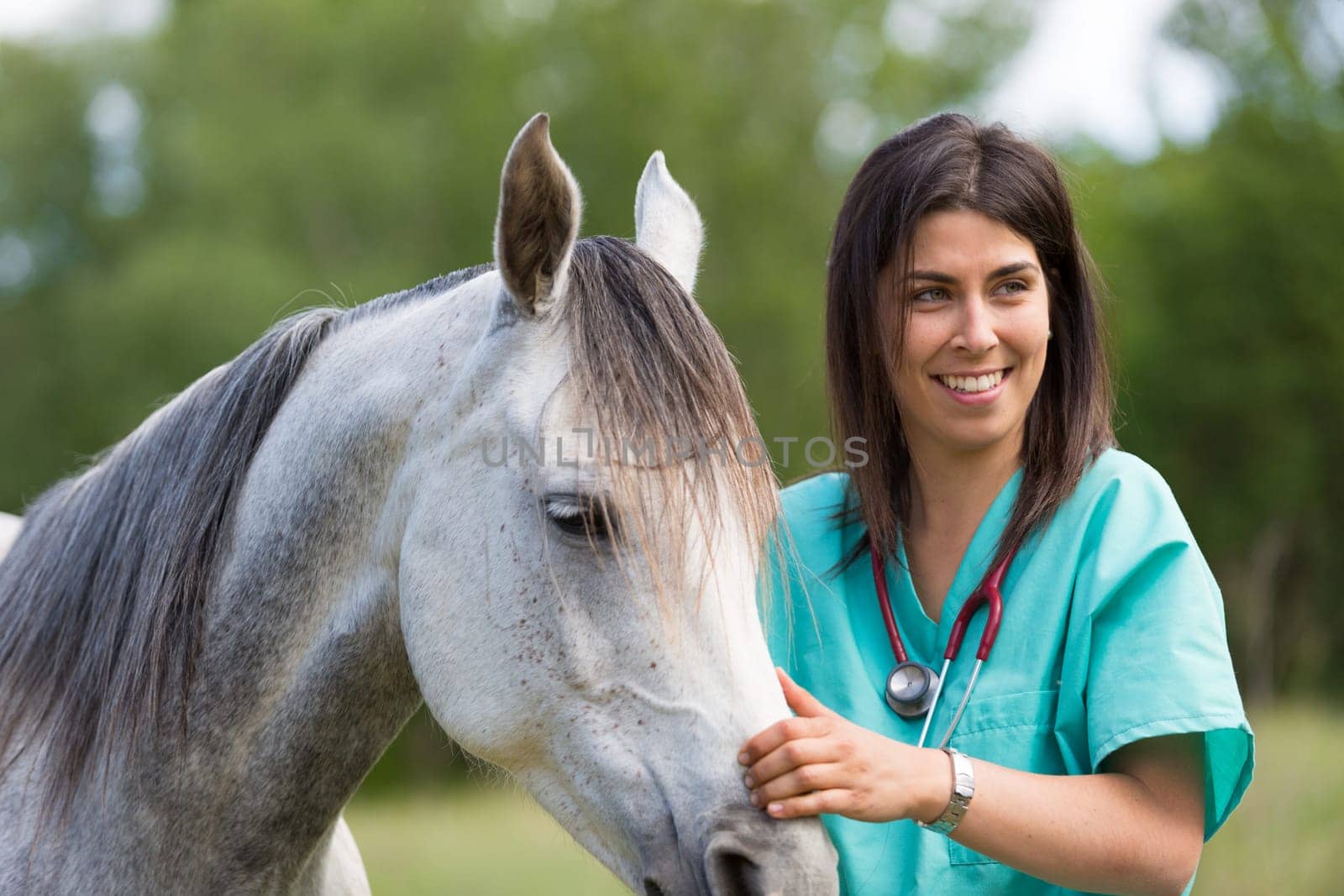 Veterinary great performing a scan to a young mare