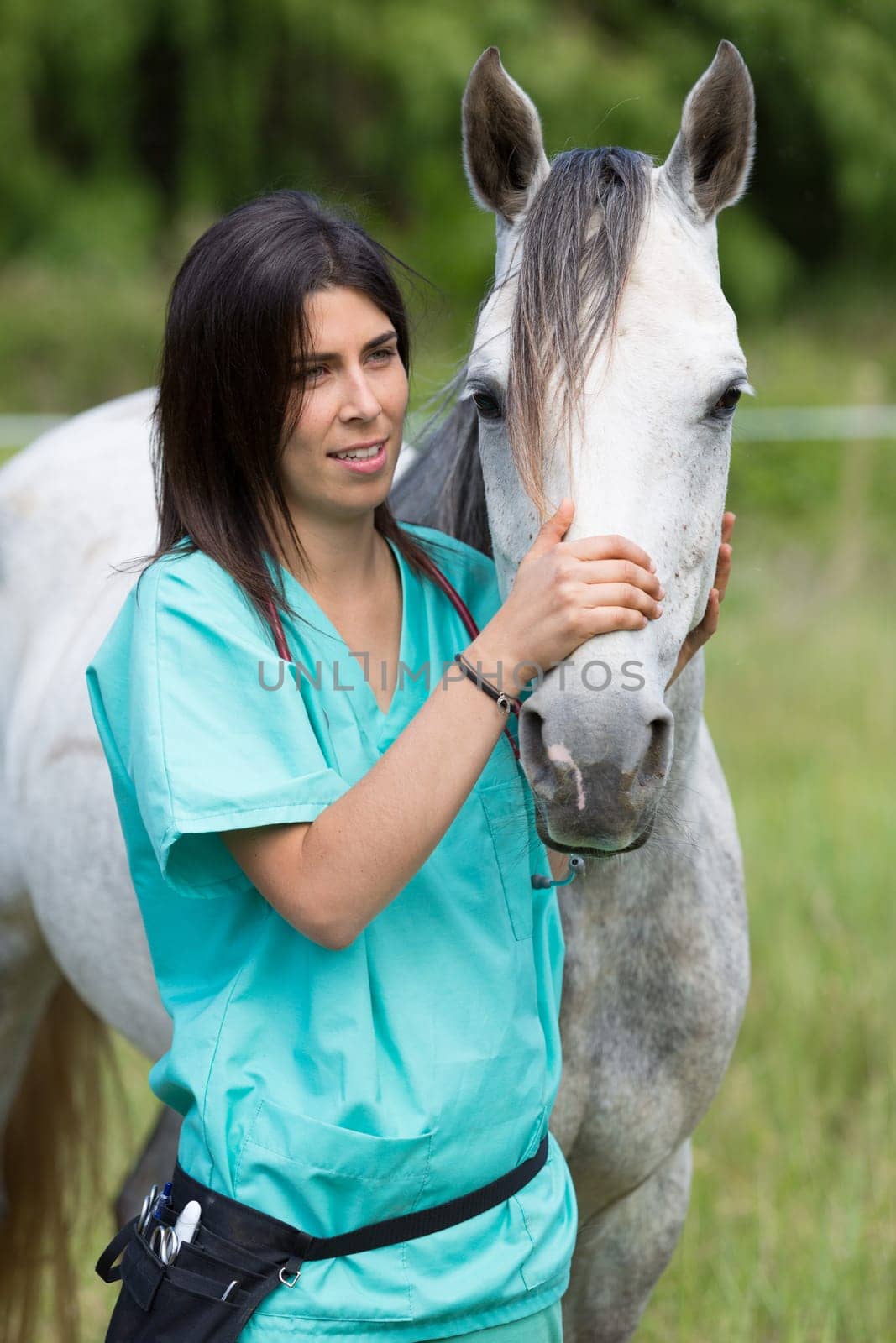 Veterinary great performing a scan to a young mare
