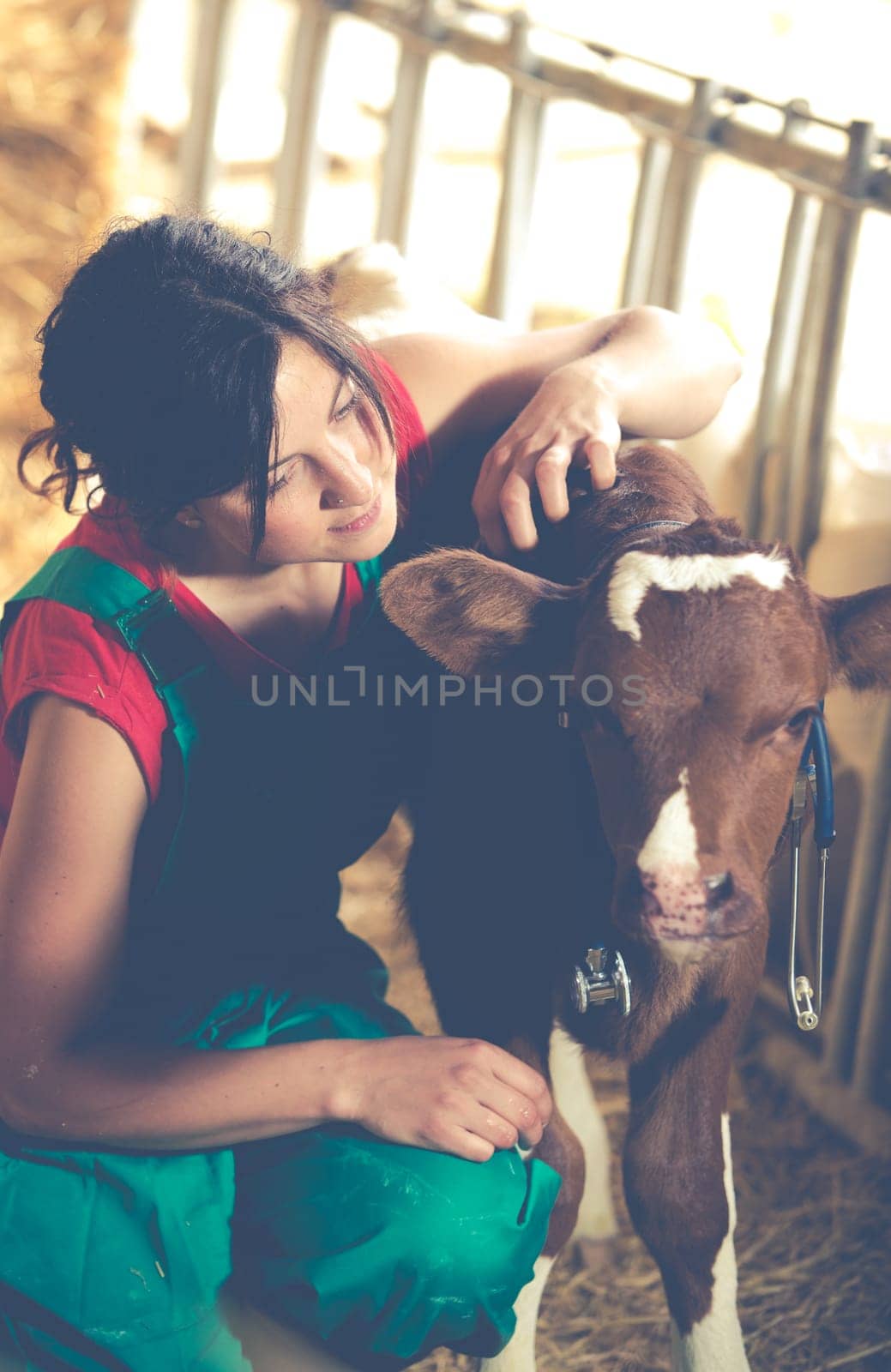 Veterinary on a farm performing a physical examination in a cow