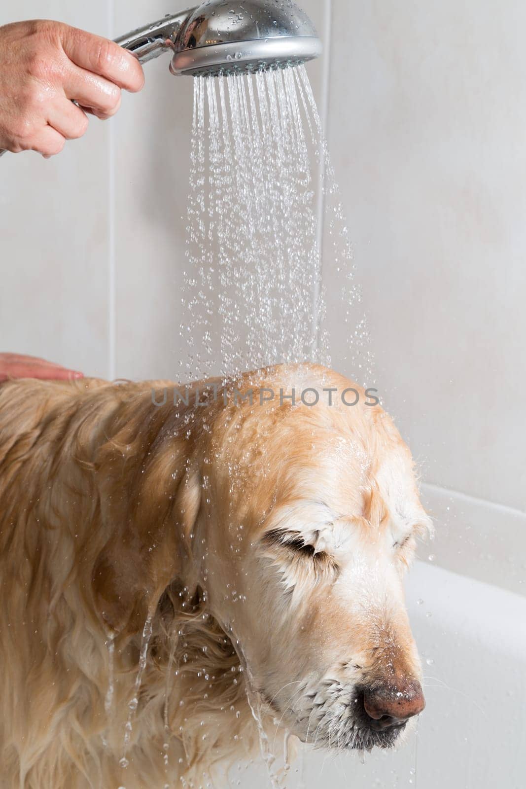 A dog taking a shower with soap and water