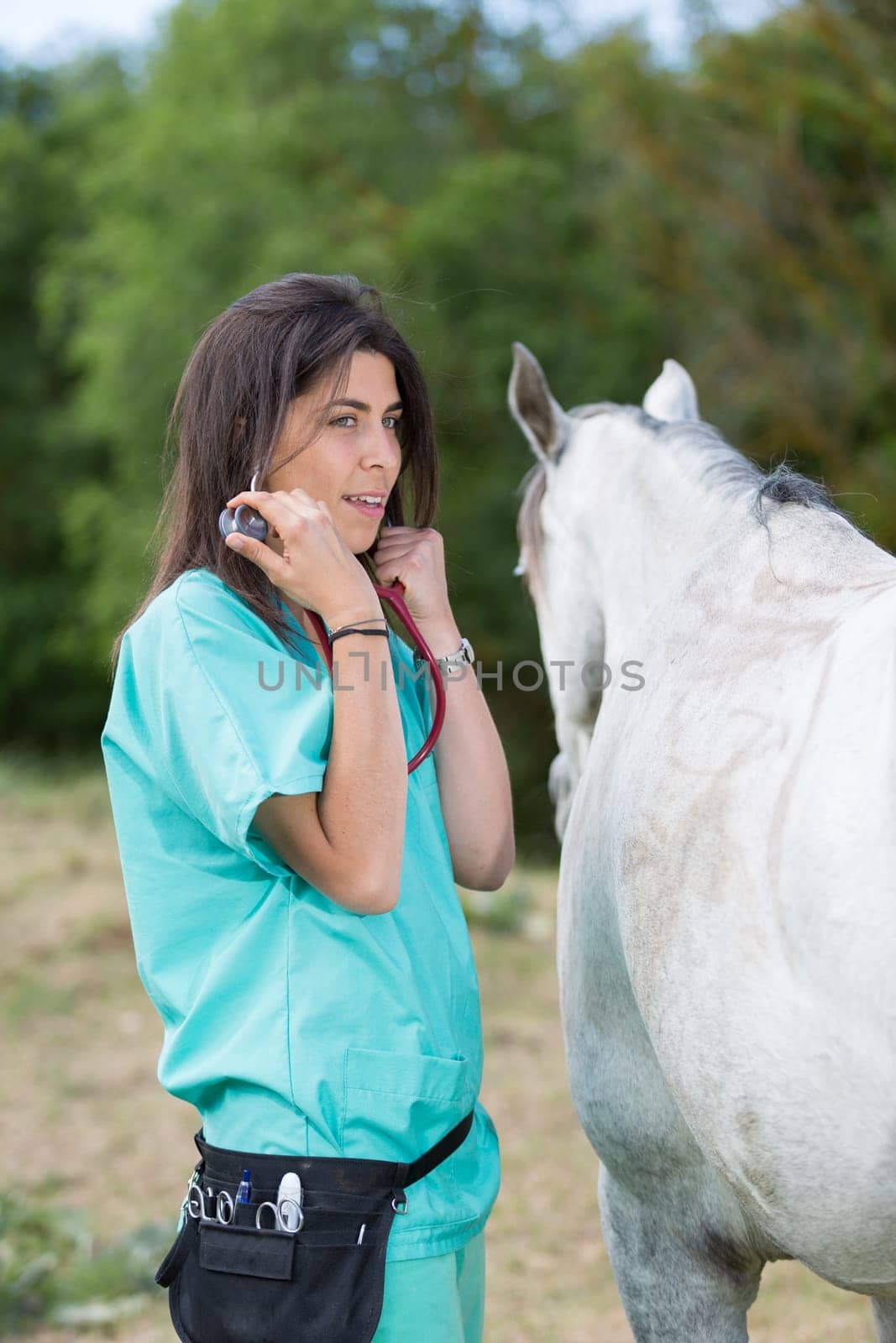 Veterinary great performing a scan to a young mare