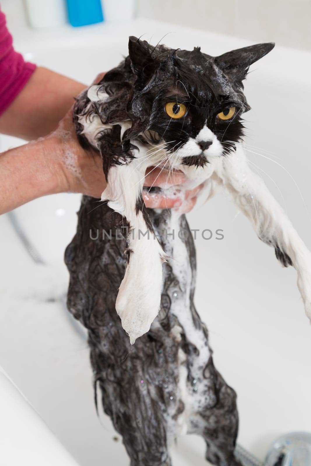 Bath or shower to a Persian breed cat