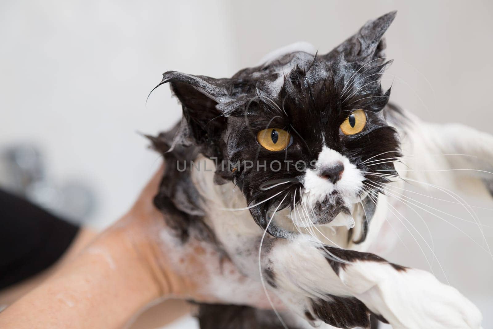 Bath or shower to a Persian breed cat