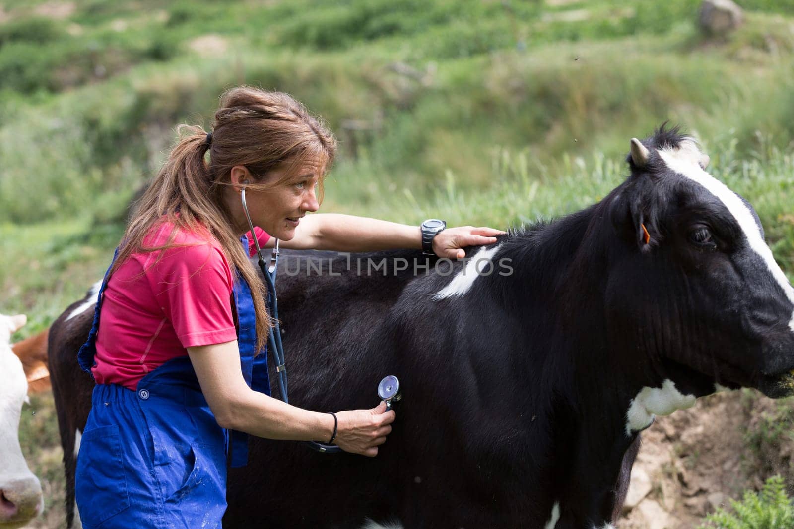 Veterinary on a farm performing a physical examination in a cow