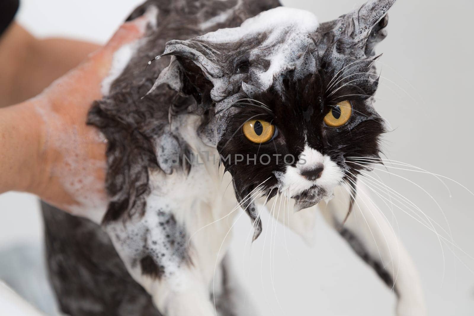Bath or shower to a Persian breed cat