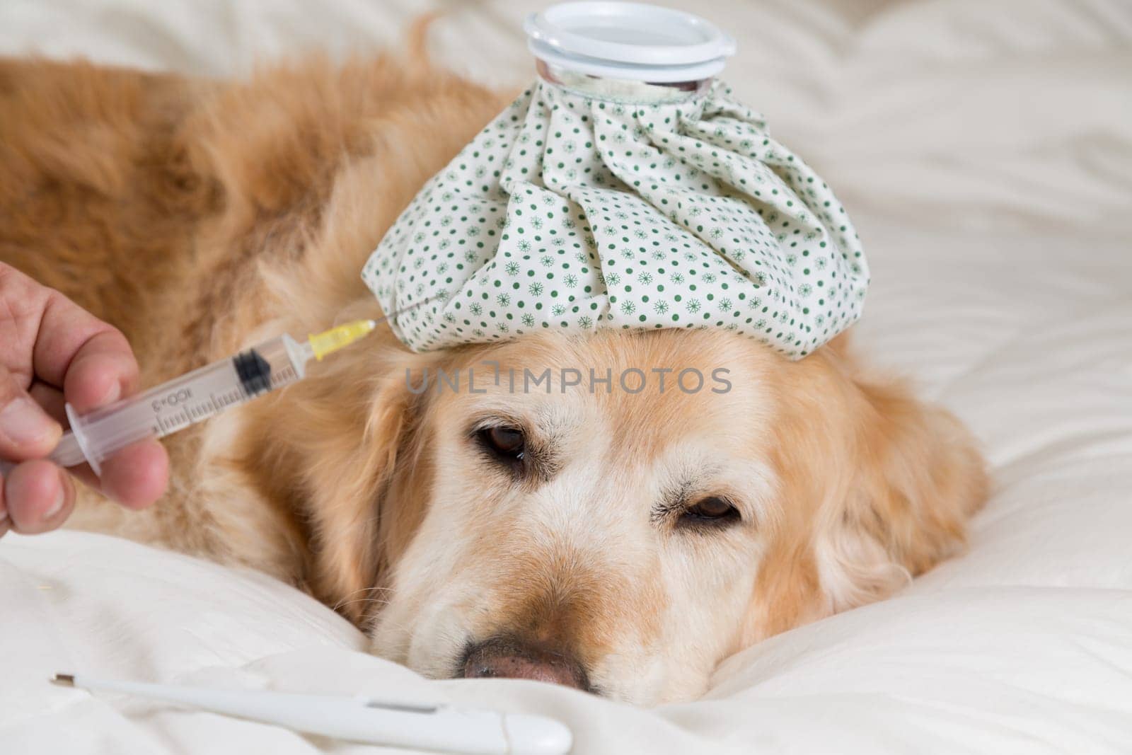 Golden Retriever Dog cold convalescing in bed