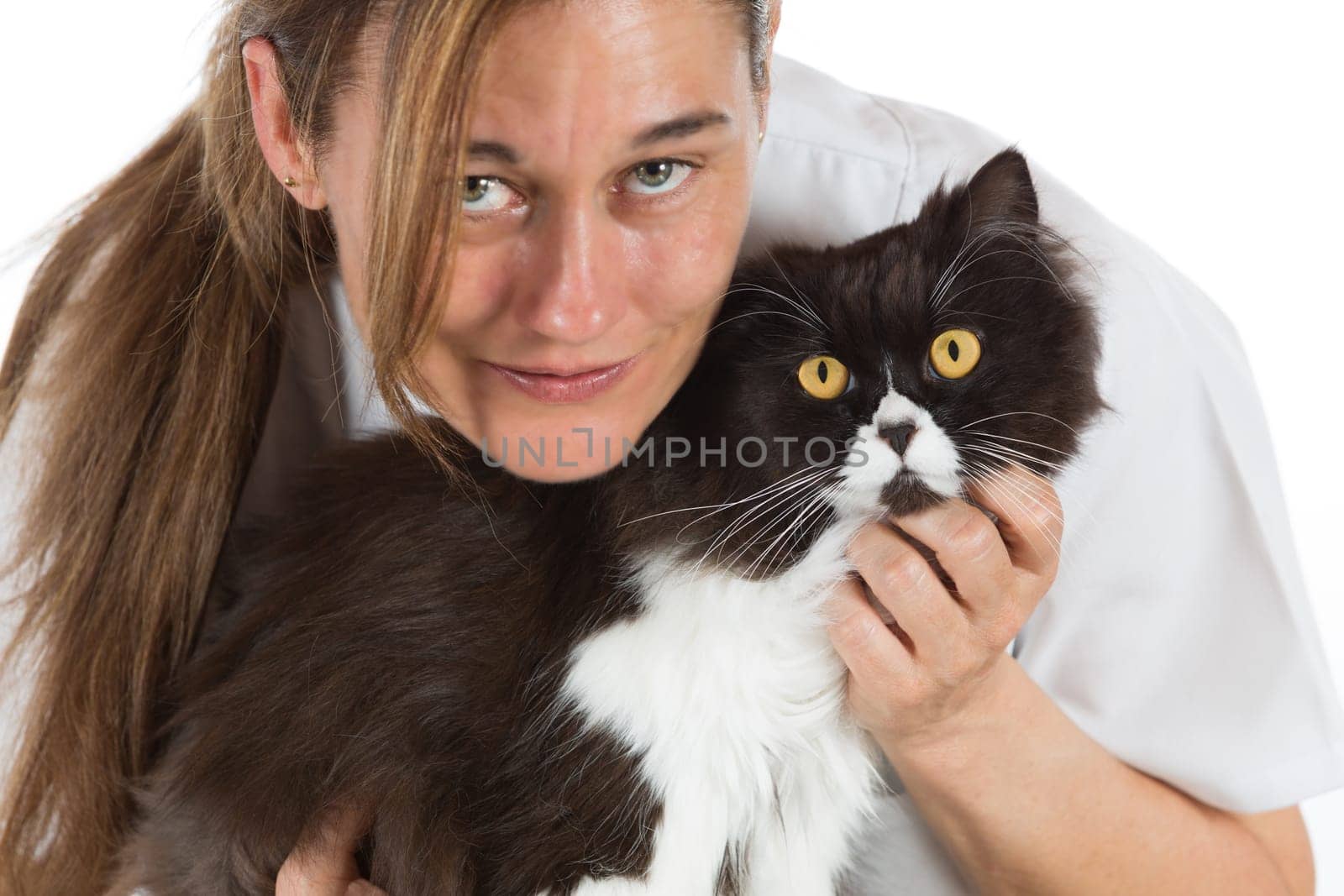 Auscultation beautiful Persian cat veterinary clinic