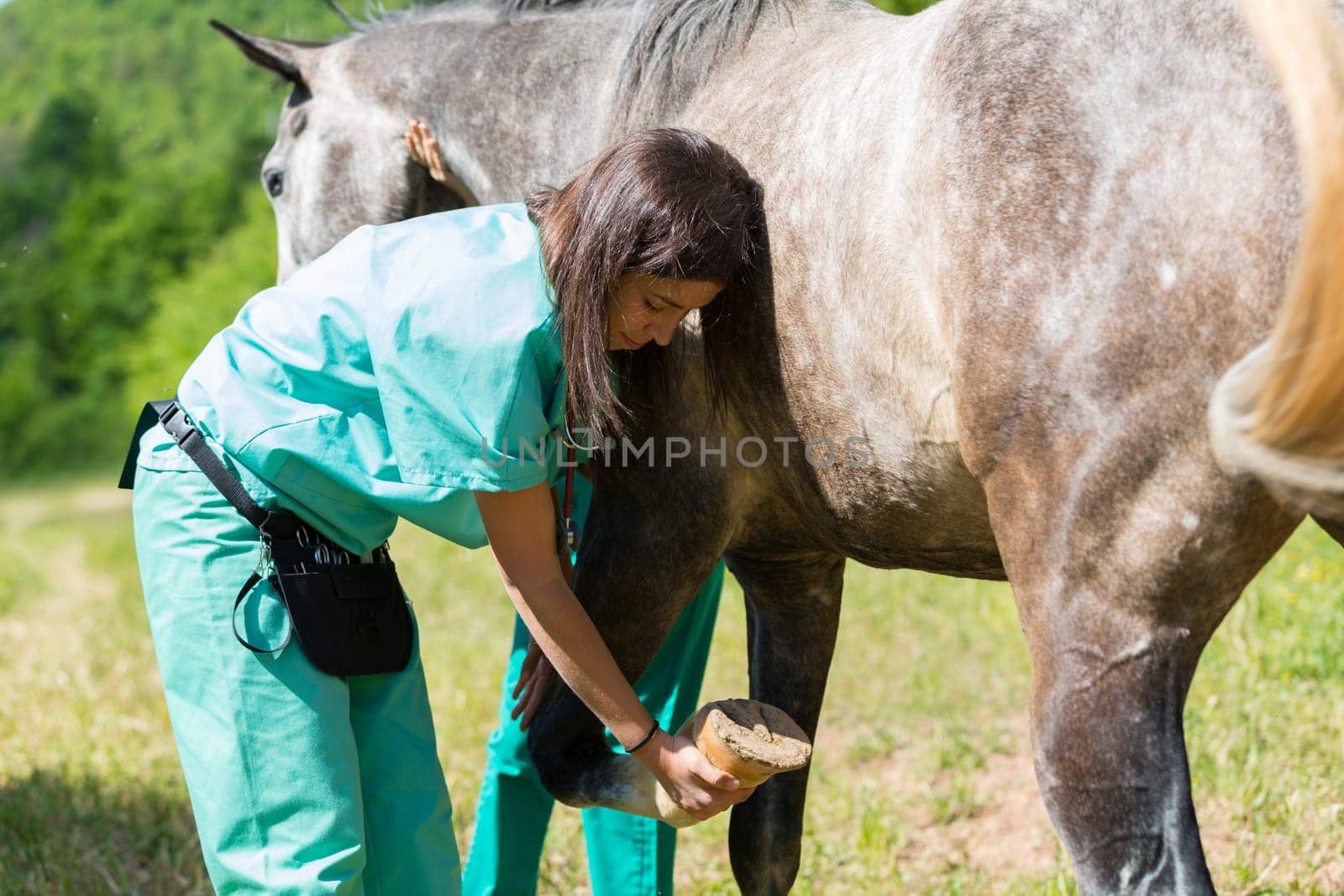 Veterinary great performing a scan to a young mare