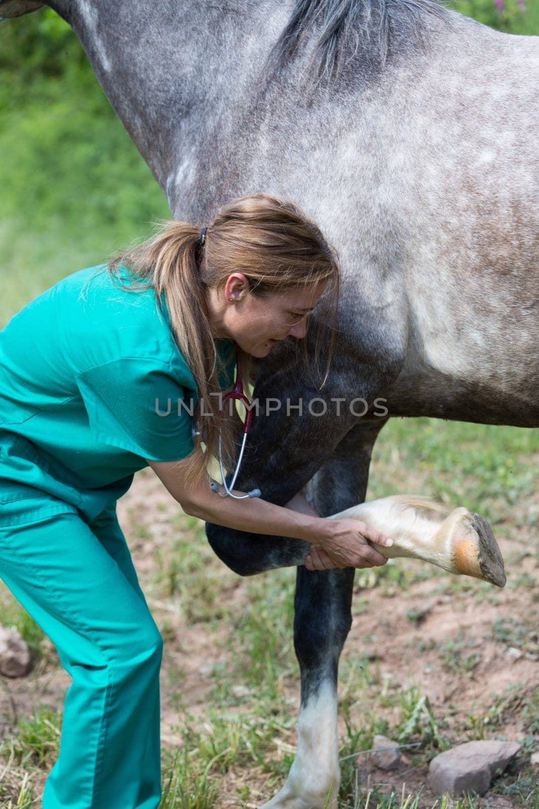 Veterinary great performing a scan to a young mare
