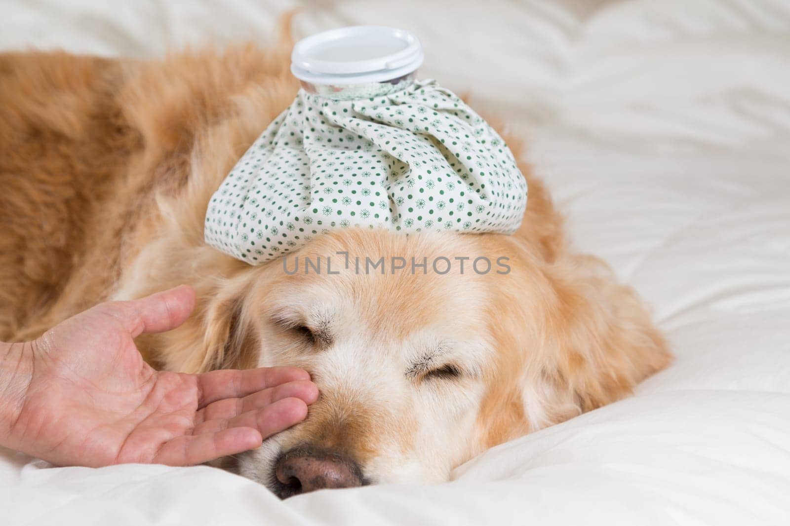 Golden Retriever Dog cold convalescing in bed