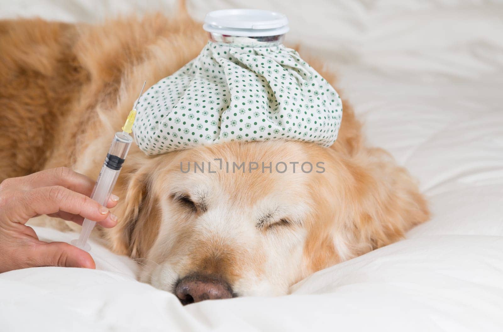 Golden Retriever Dog cold convalescing in bed