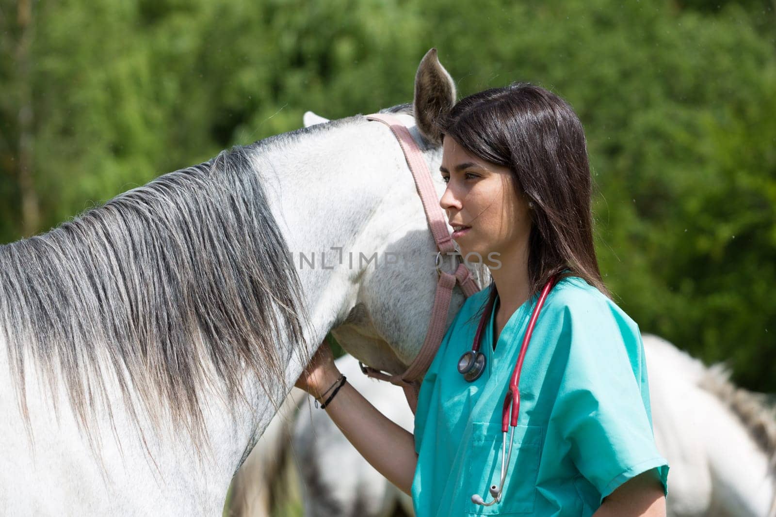 Veterinary great performing a scan to a young mare