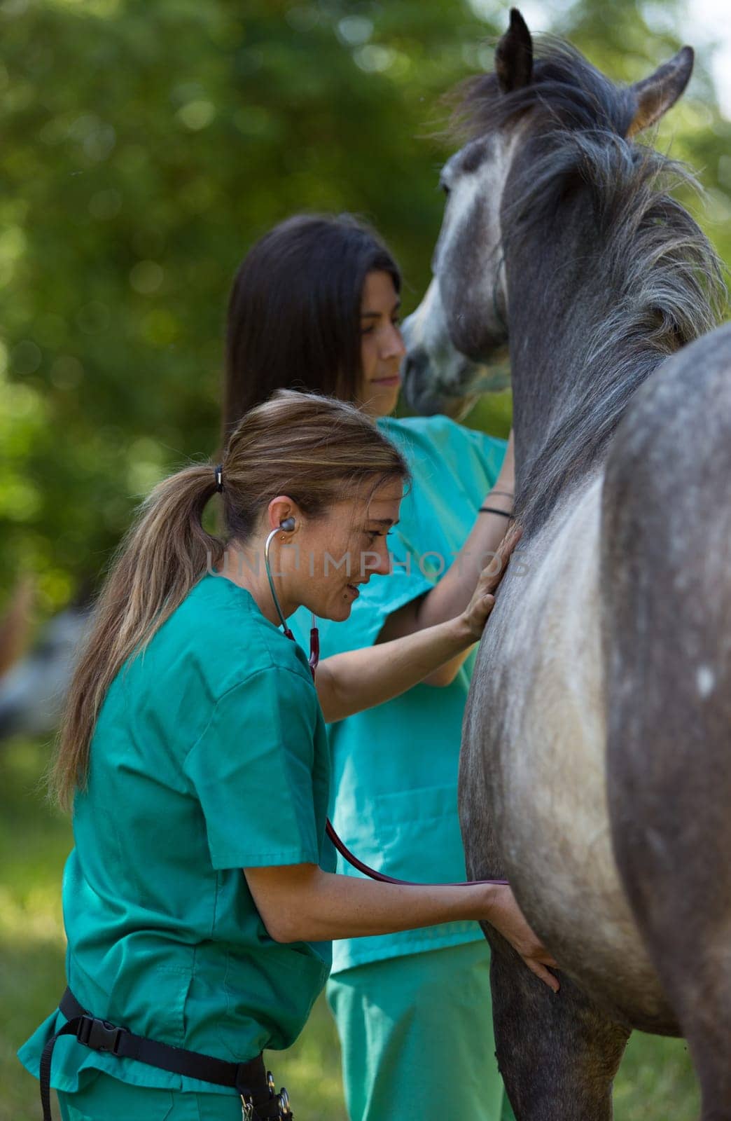 Veterinary great performing a scan to a young mare