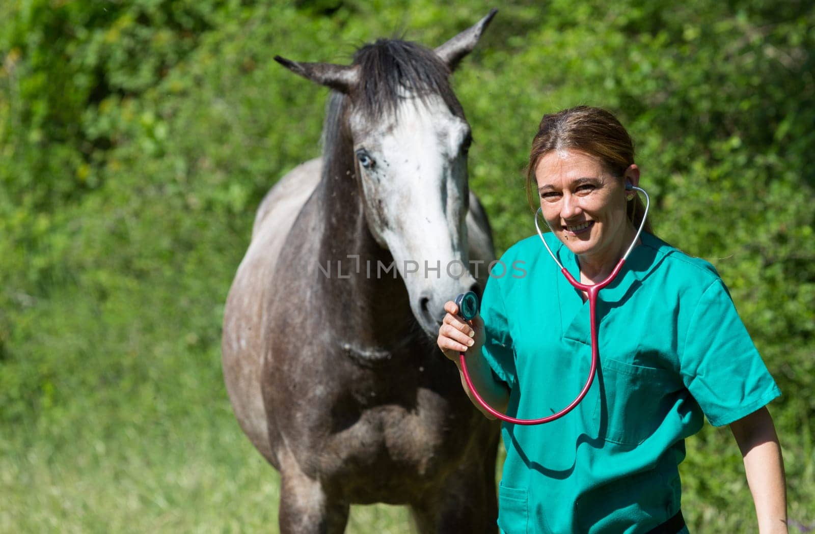 Veterinary great performing a scan to a young mare