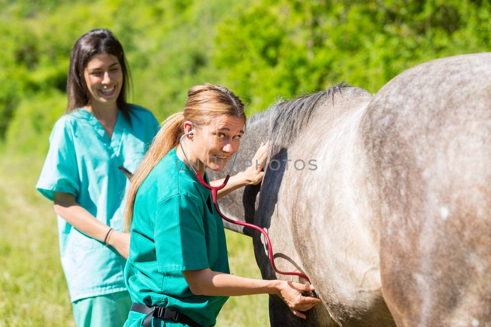 Veterinary great performing a scan to a young mare