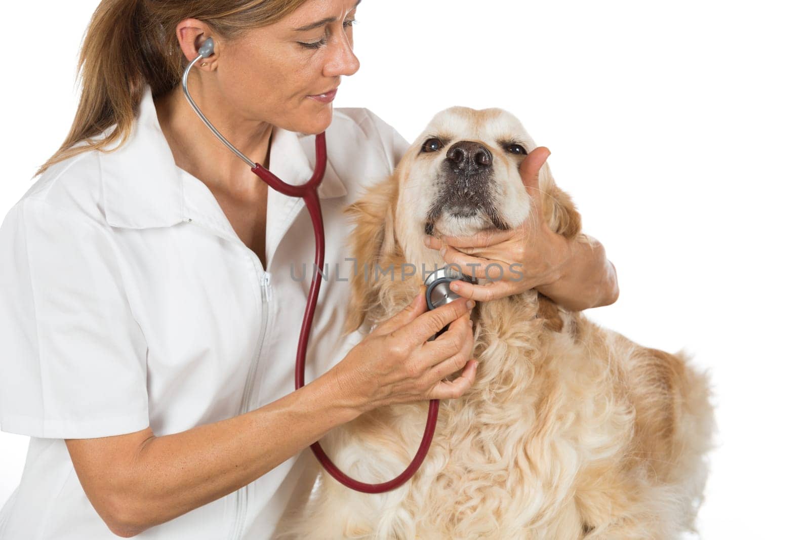 Veterinary by listening to a Golden Retriever dog in his clinic