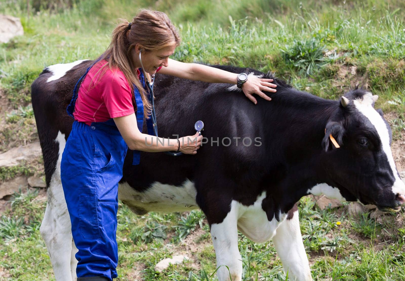 Veterinary on a farm performing a physical examination in a cow