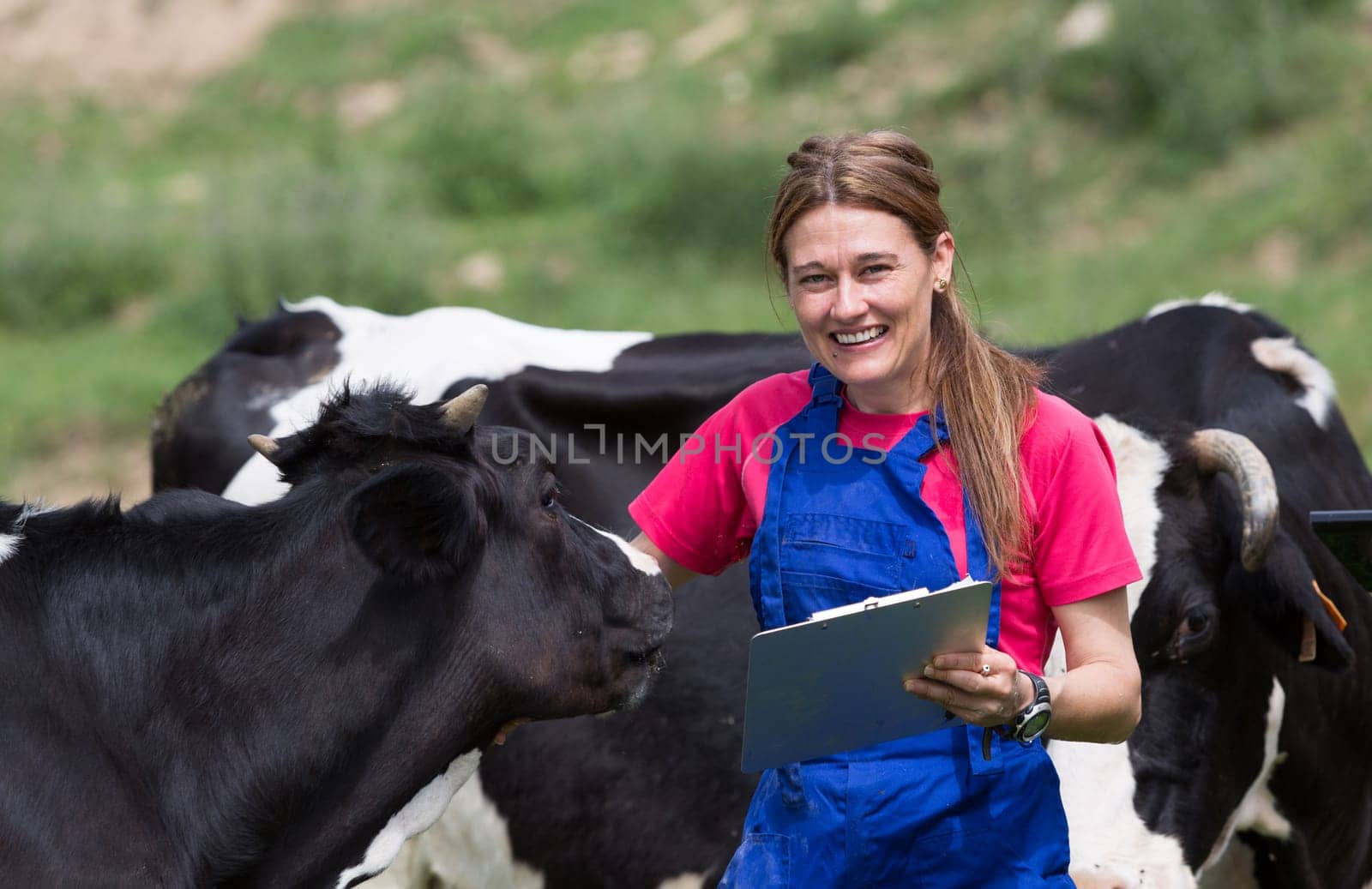 Veterinary on a farm performing a physical examination in a cow