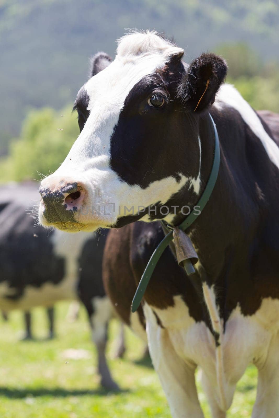 Friesian cows grazing in a green green meadows