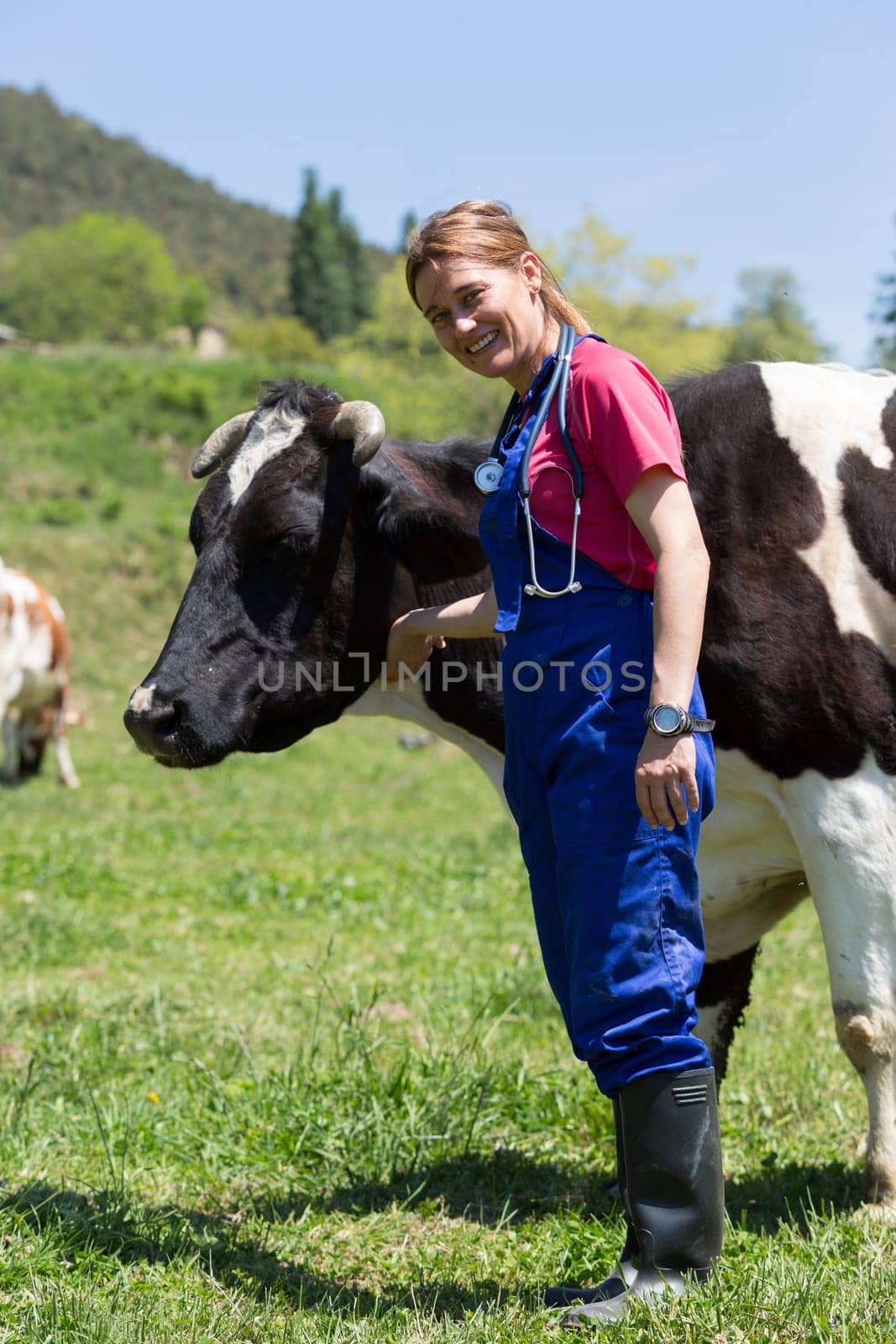 Veterinary on a farm performing a physical examination in a cow