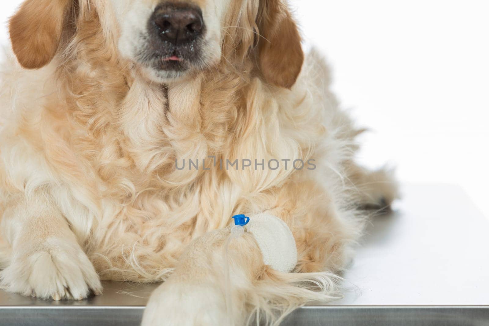Veterinary placing a catheter via a Golden Retriever in the clinic