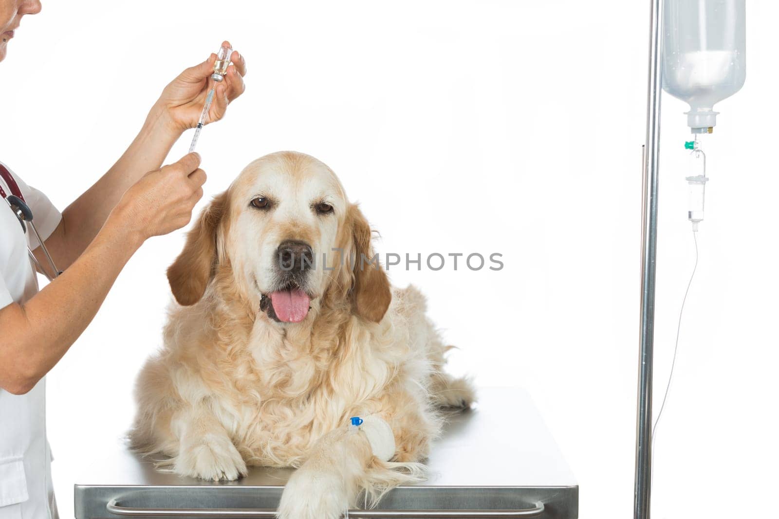 Veterinary placing a catheter via a Golden Retriever in the clinic