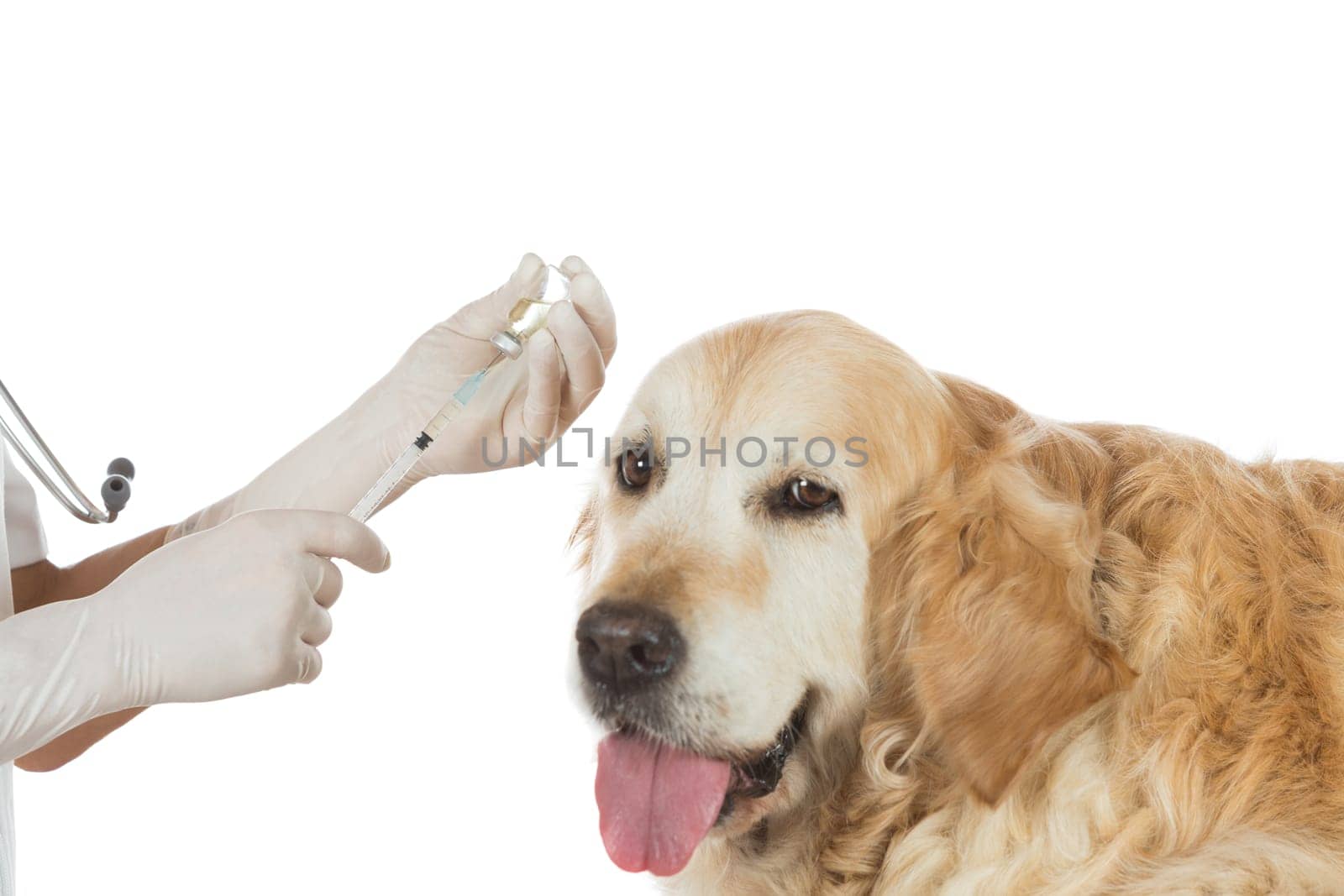 Veterinary injecting a vaccine to a dog Golden Retriever
