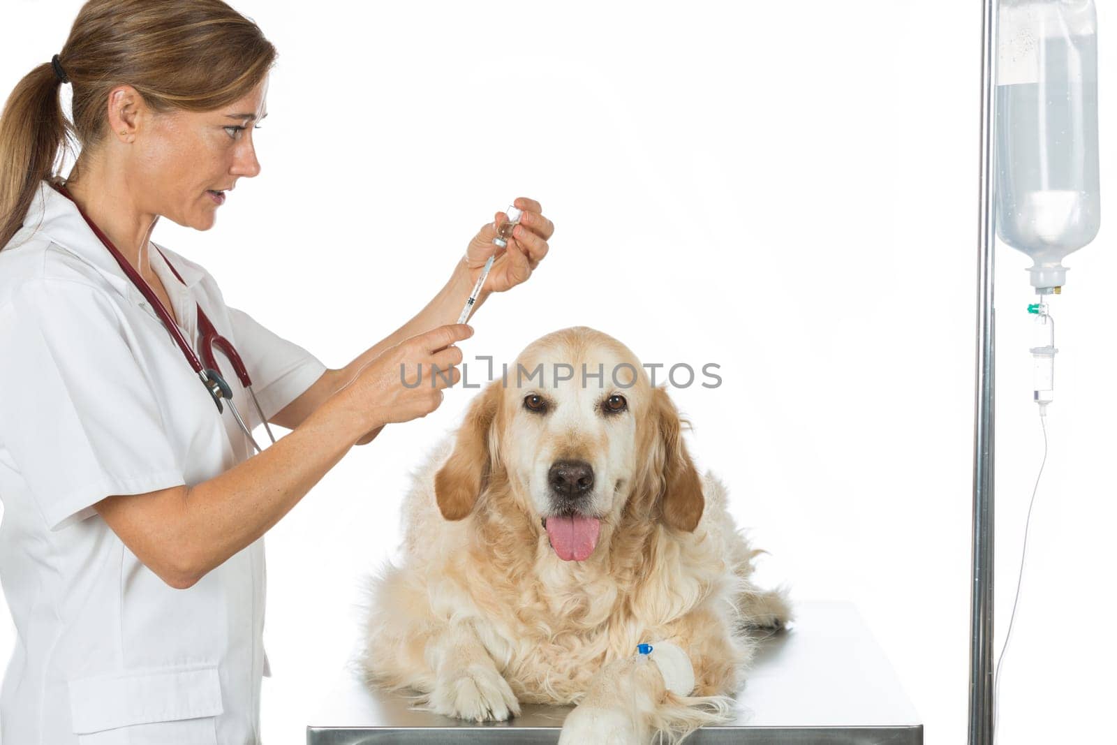 Veterinary placing a catheter via a Golden Retriever in the clinic