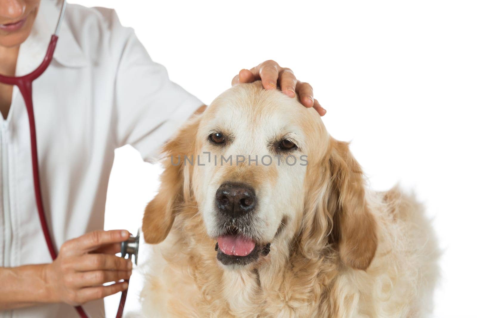Veterinary by listening to a Golden Retriever dog in his clinic
