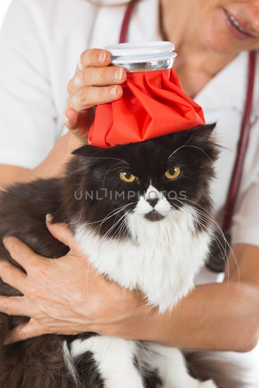 Persian cat flu and a hot water bottle on head