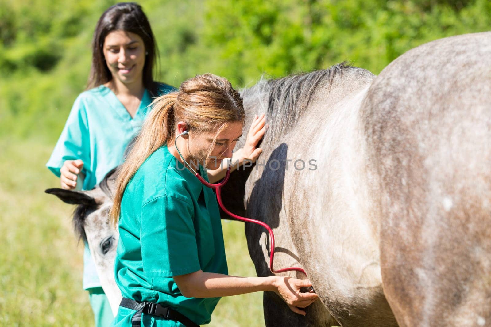 Veterinary great performing a scan to a young mare
