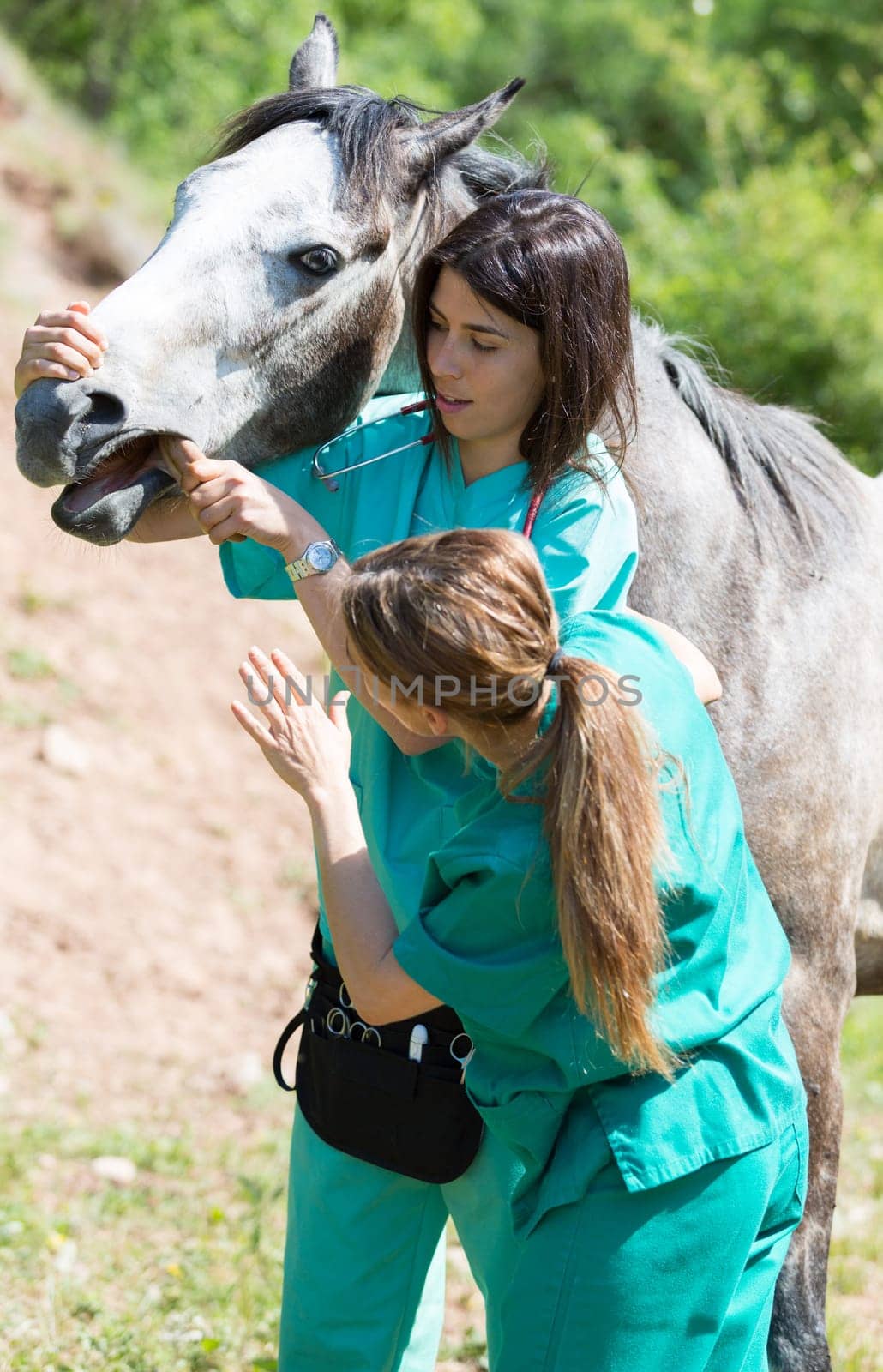 Veterinary great performing a scan to a young mare
