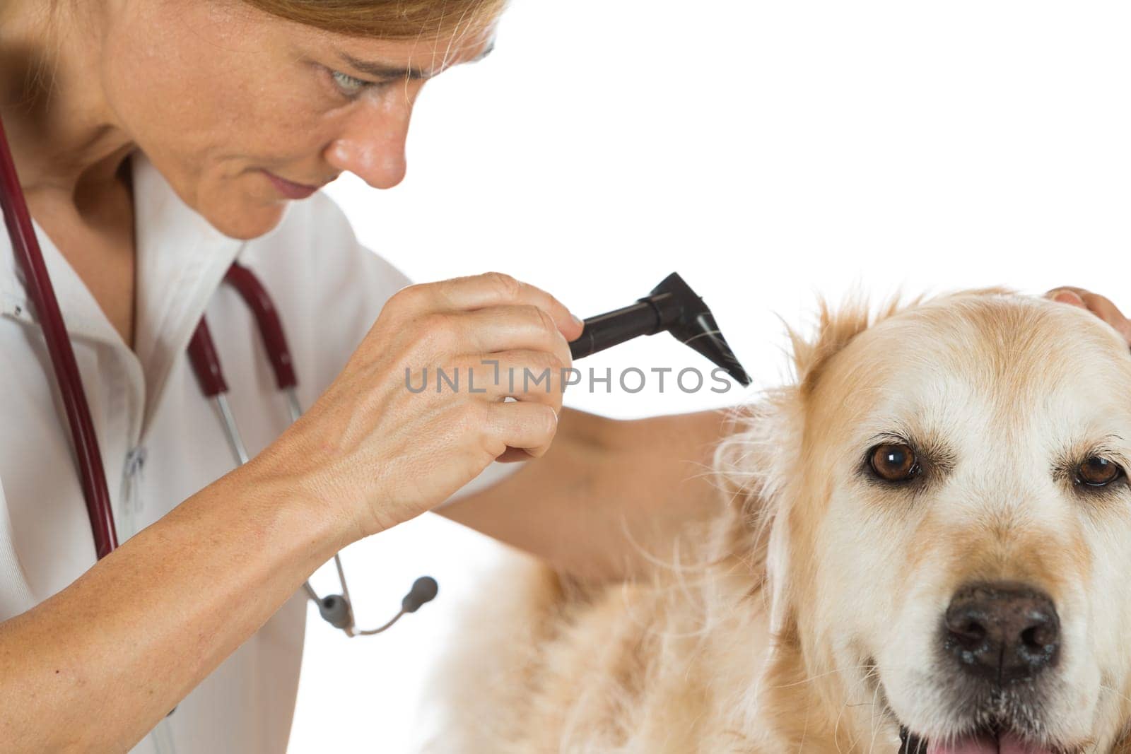 Veterinary conducting an inspection of the ear to a Golden Retriver clinic