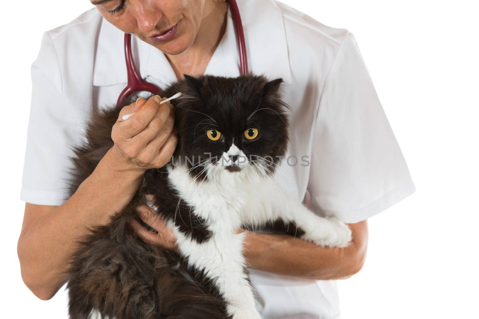 Veterinary conducting an ear cleaning a cat in clinic