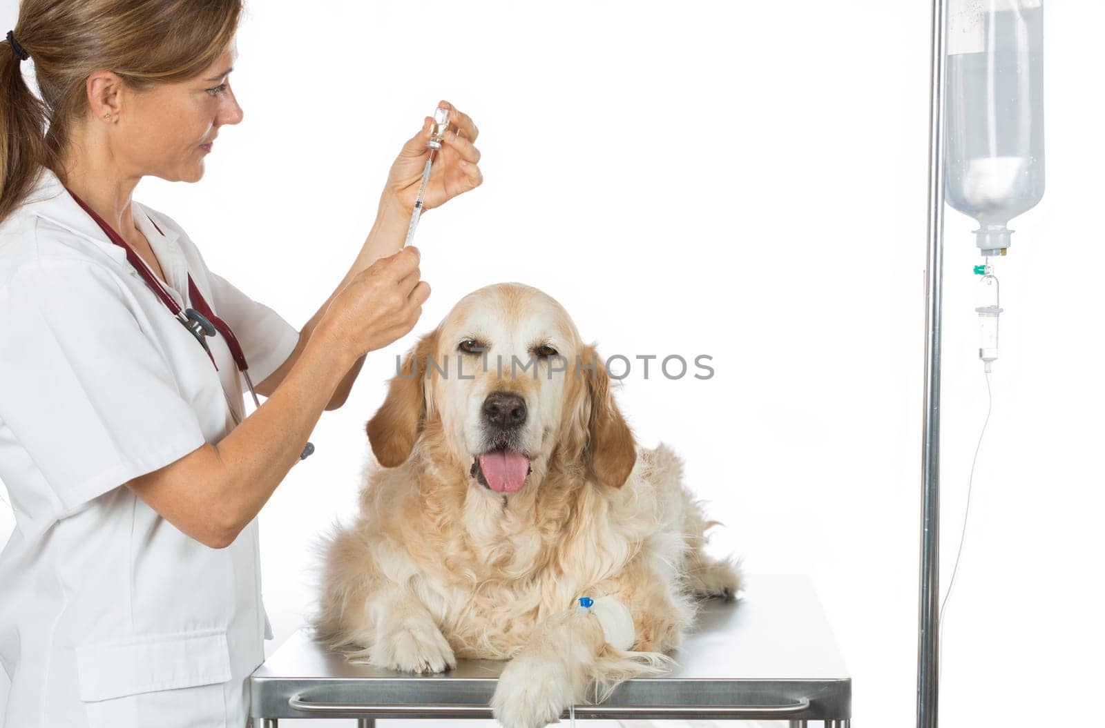 Veterinary placing a catheter via a Golden Retriever in the clinic