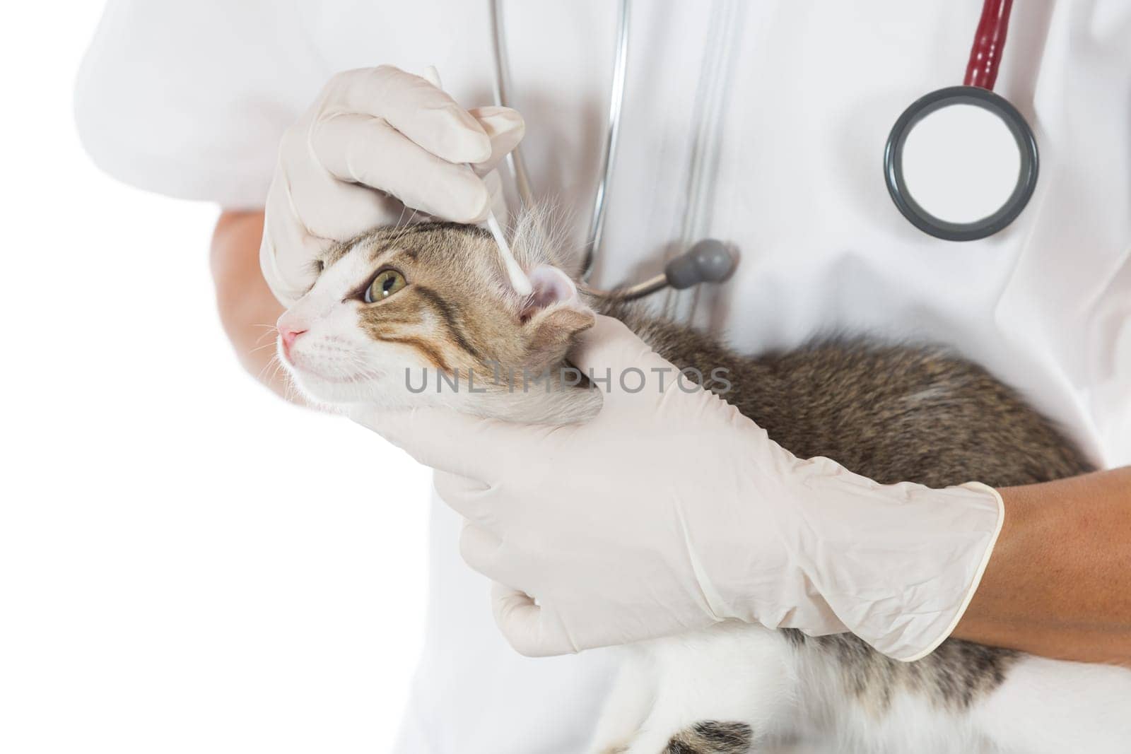 Veterinary conducting an ear cleaning a cat in clinic