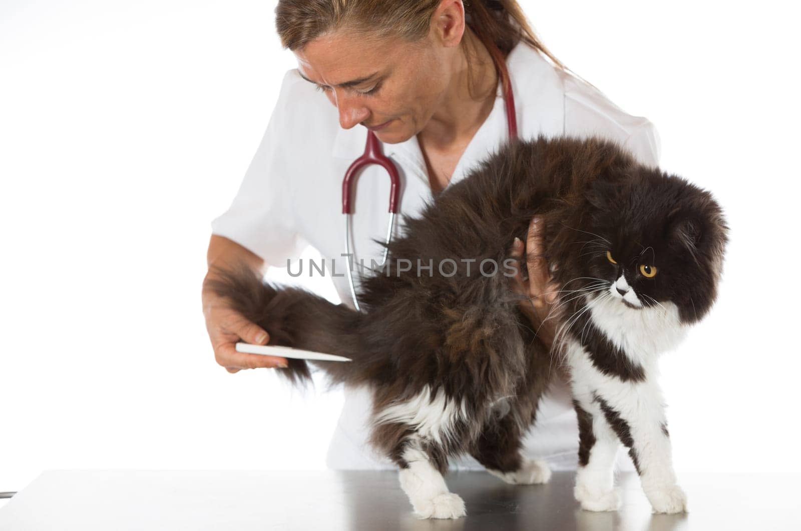 Veterinary taking the temperature of a cat in clinic