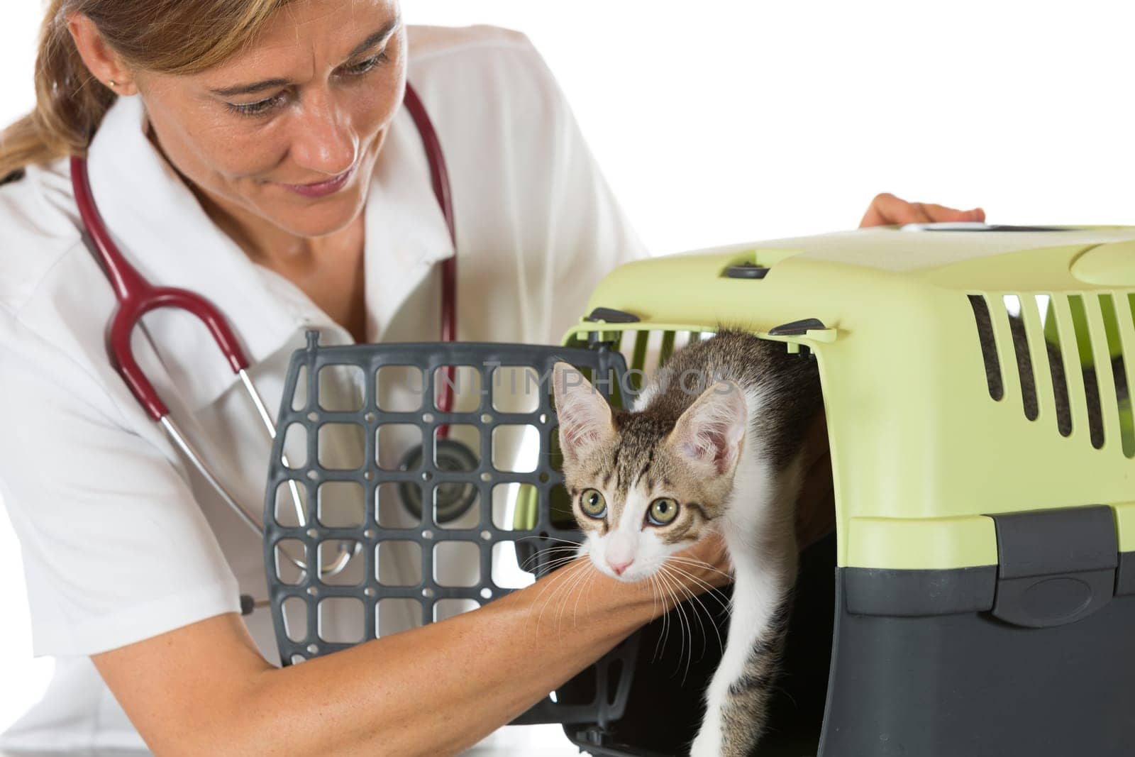 Veterinary taking a kitten from its transport box in the clinic