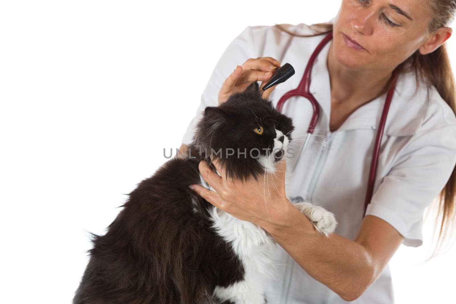 Veterinary conducting a review of ears of a cat in clinic